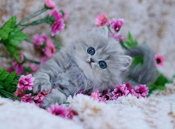 Cute Cat and pink flowers PIX-38