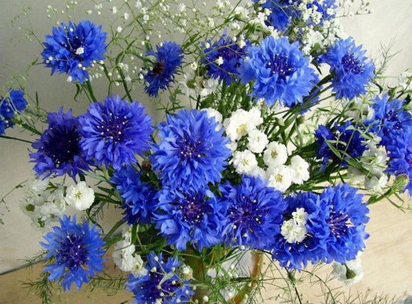 White and blue flowers PIX-81