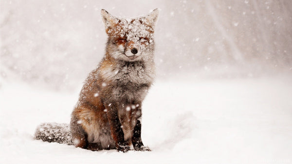 Fox In The Snow PIX-367