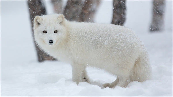 Fox White In The Snow PIX-368