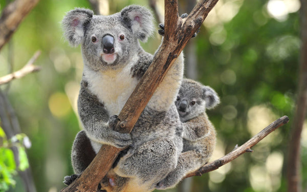 Koala Mom PIX-384