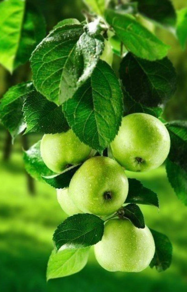 Fruits Apples PIX-416