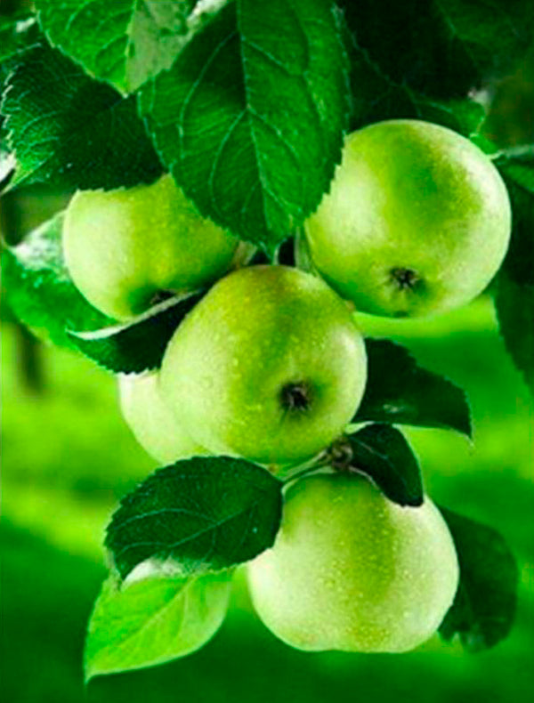 Fruits Apples PIX-417