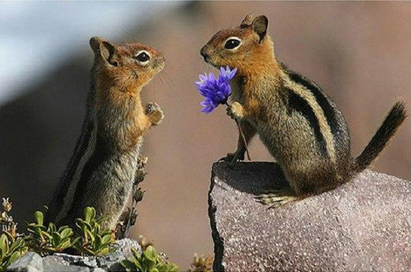 Chipmunk Love PIX-523