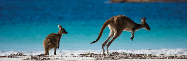Kangaroo Mom Island PIX-562