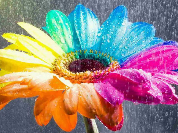 Rainbow Flowers PIX-763